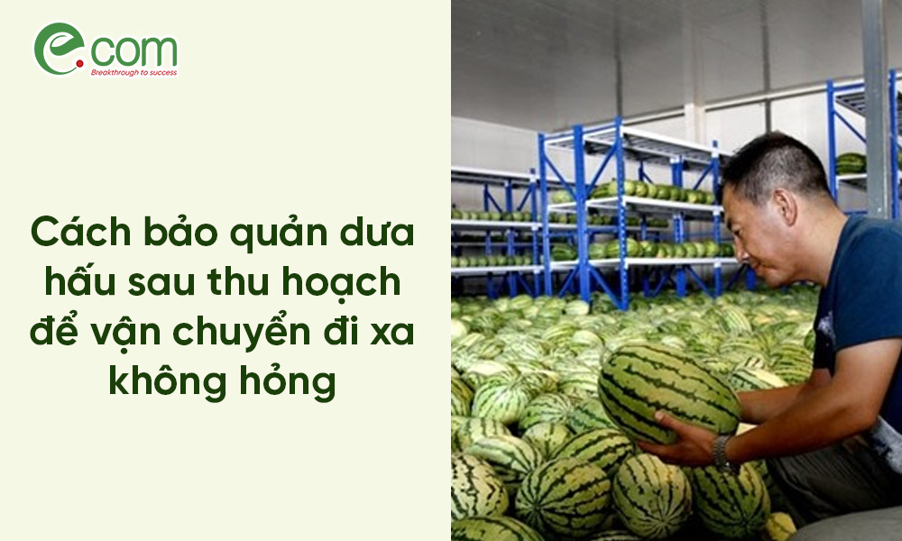 Bảo Quản Dưa Hấu