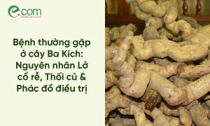 bệnh ba kích