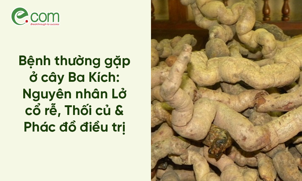 bệnh ba kích