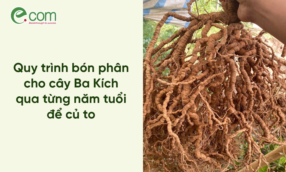 bón phân cho cây Ba Kích