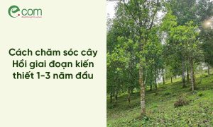 cây hồi giai đoạn kiến thiết
