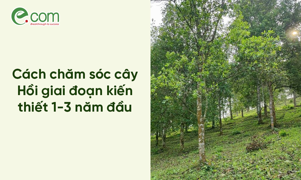 cây hồi giai đoạn kiến thiết