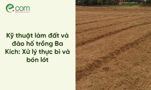 đất trồng ba kích