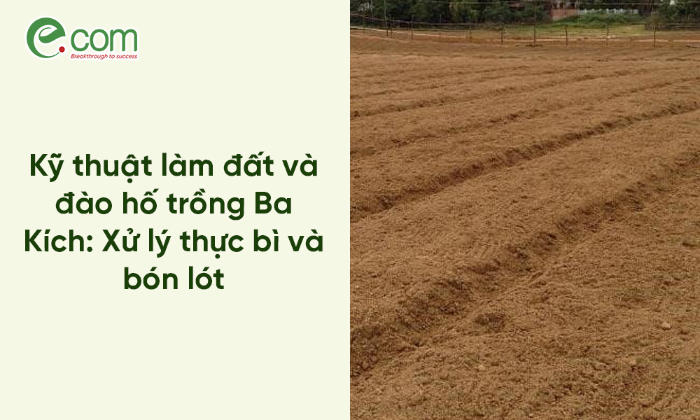 đất trồng ba kích