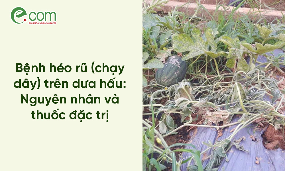 Héo Rũ Dưa Hấu