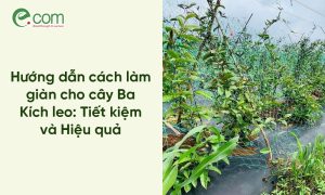 làm giàn cho cây Ba Kích