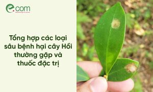 sâu bệnh hại cây hoa Hồi