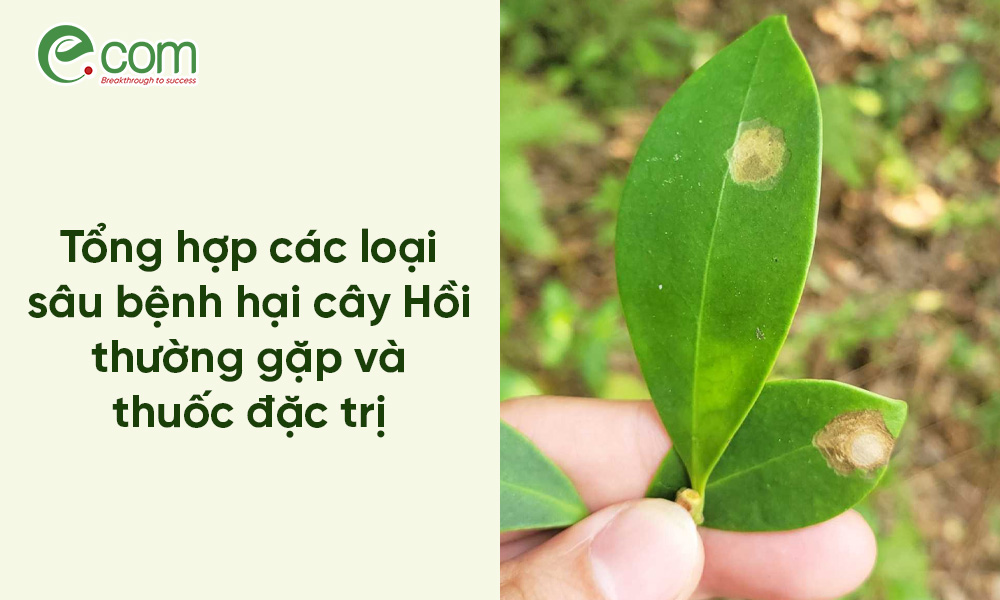 sâu bệnh hại cây hoa Hồi