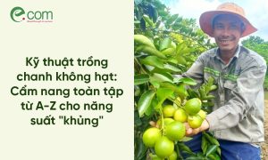 trồng chanh không hạt