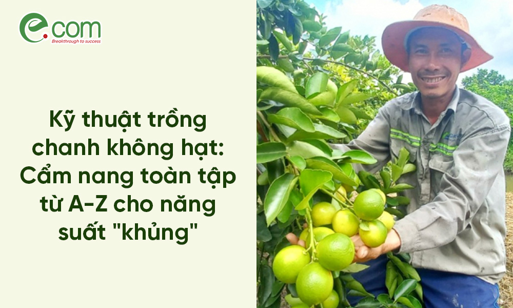 trồng chanh không hạt