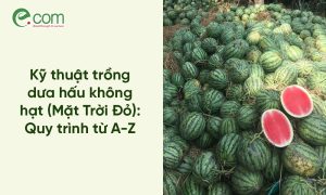 trồng dưa hấu không hạt