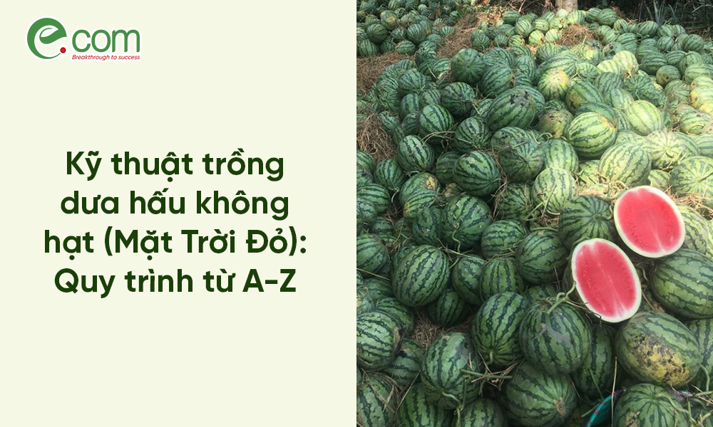trồng dưa hấu không hạt