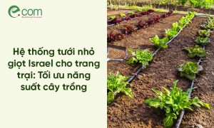 tưới nhỏ giọt