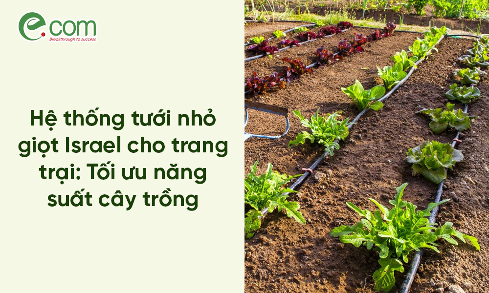 tưới nhỏ giọt