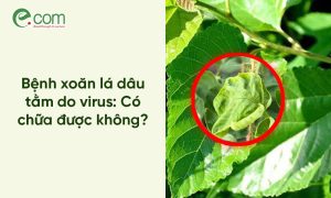 Bệnh Xoăn Lá Dâu Tằm