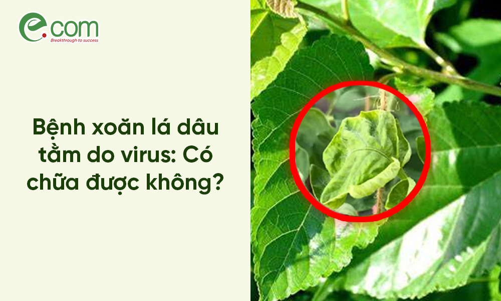 Bệnh Xoăn Lá Dâu Tằm