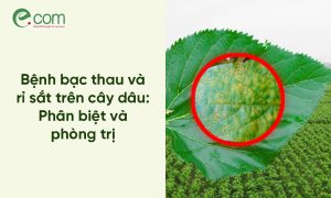 Bệnh bạc thau dâu tằm