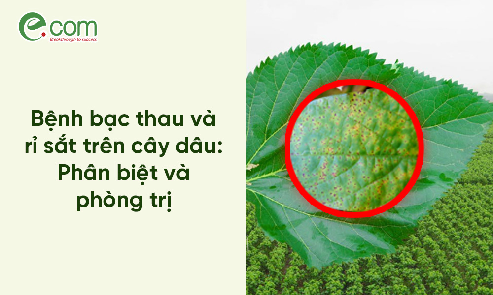 Bệnh bạc thau dâu tằm