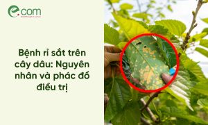 Bệnh rỉ sắt dâu tằm