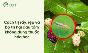 Bọ trĩ hại dâu tằm