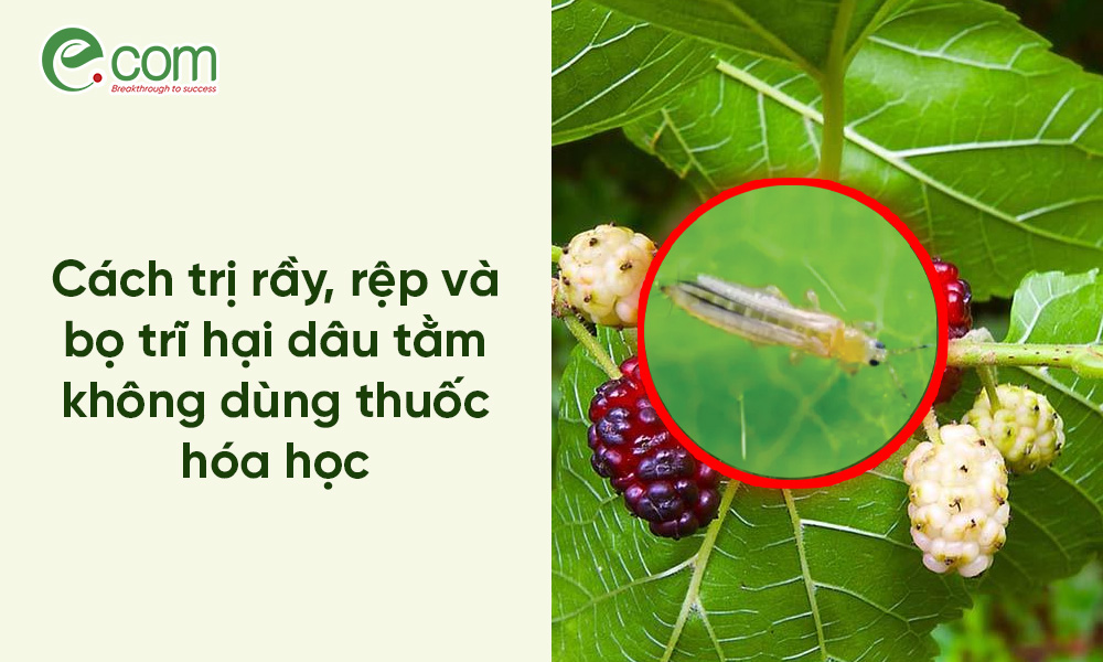 Bọ trĩ hại dâu tằm