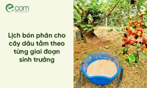 Bón Phân Cho Cây Dâu Tằm