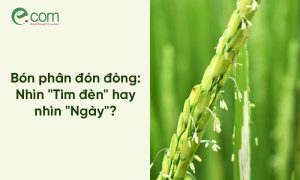 Bón phân đón đòng