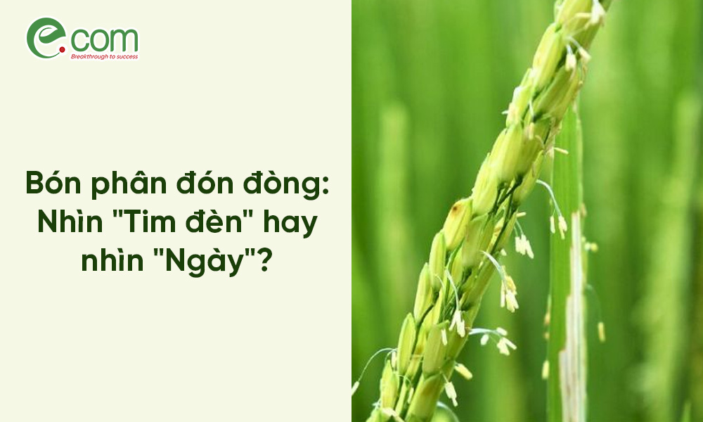 Bón phân đón đòng