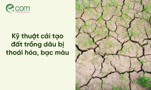 Cải Tạo Đất Trồng Dâu Tằm