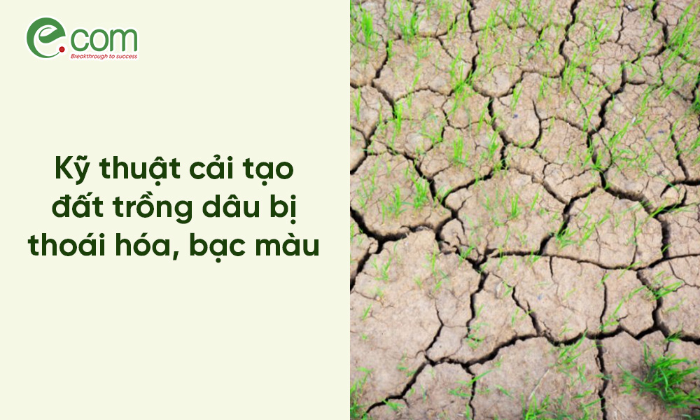 Cải Tạo Đất Trồng Dâu Tằm