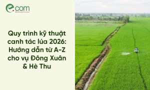 Kỹ Thuật Trồng Lúa 2026