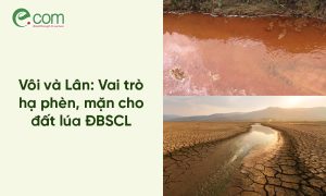 Kỹ thuật bón lót cho lúa