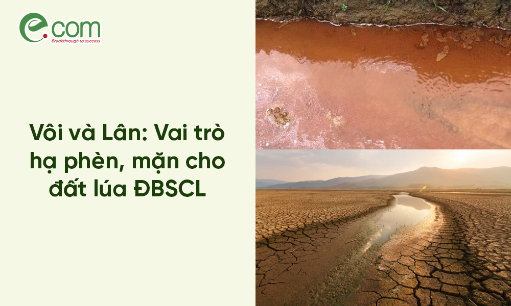 Kỹ thuật bón lót cho lúa