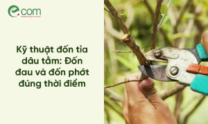 Kỹ thuật đốn dâu tằm
