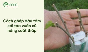 Kỹ thuật ghép dâu tằm