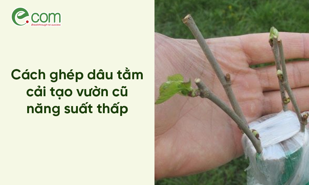 Kỹ thuật ghép dâu tằm
