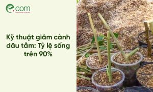 Kỹ thuật giâm cành dâu tằm