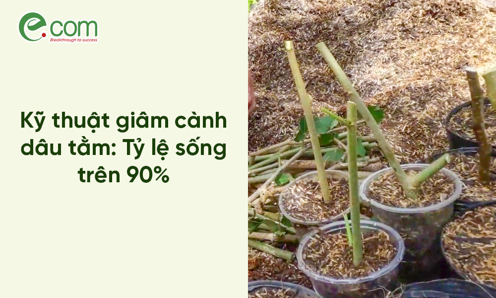 Kỹ thuật giâm cành dâu tằm