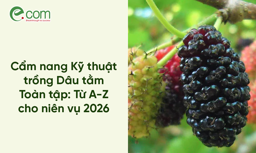 Kỹ thuật trồng dâu tằm