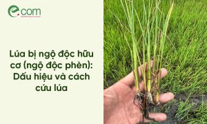 Lúa bị ngộ độc hữu cơ