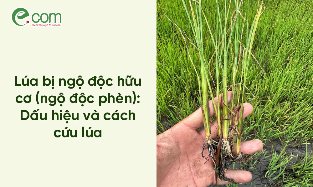 Lúa bị ngộ độc hữu cơ