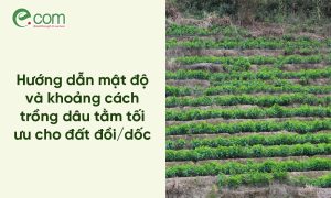 Mật độ trồng dâu tằm