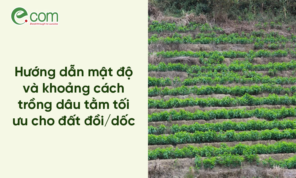 Mật độ trồng dâu tằm