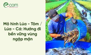 Mô hình Lúa - Tôm