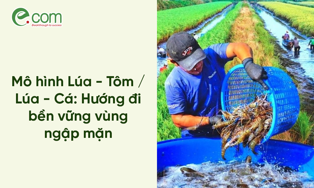 Mô hình Lúa - Tôm