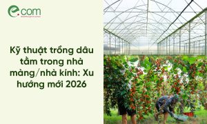 Mô hình trồng dâu tằm