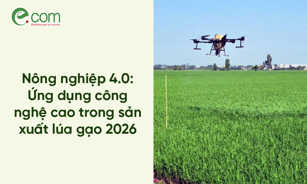 mô hình trồng lúa