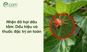 Nhện đỏ trên cây dâu