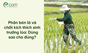 phân đạm cho lúa