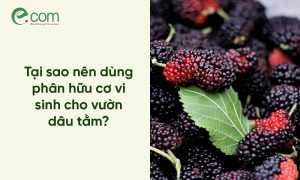 Phân Bón Hữu Cơ Cho Dâu Tằm